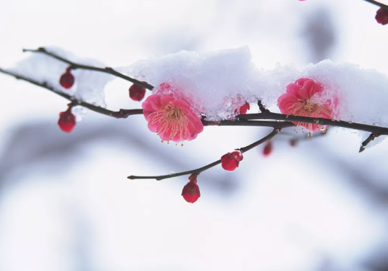 普樂斯等離子清洗機(jī)提醒，今日大寒仍需防寒