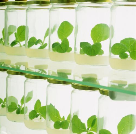 低溫等離子表面處理機(jī)的誘變育種技術(shù)是一項什么樣的應(yīng)用？-普樂斯等離子表面處理機(jī)