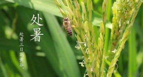 明日處暑，秋涼漸至-普樂斯等離子清洗機