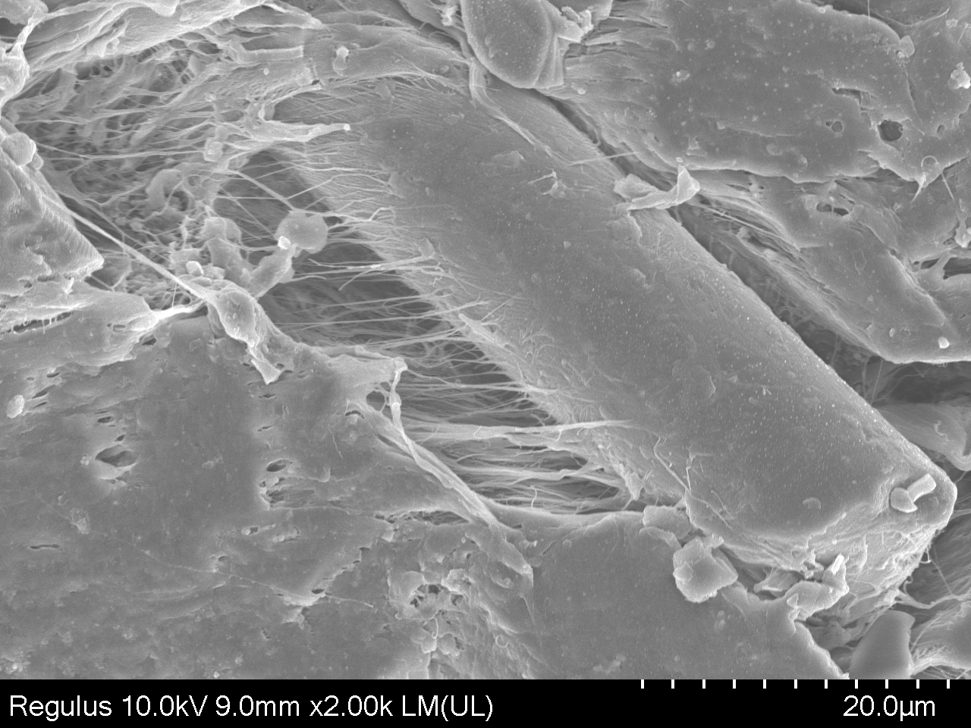 【普樂斯】掃描電鏡SEM觀察等離子清洗機處理后的材料
